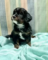 Boston Rob, a male Miniature Bernedoodle for sale in Gilbert, AZ – 2 of 5