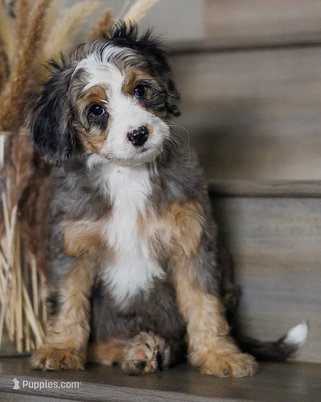 Sandra – Bernedoodle, Miniature Bernedoodle puppy for sale in Gilbert, AZ