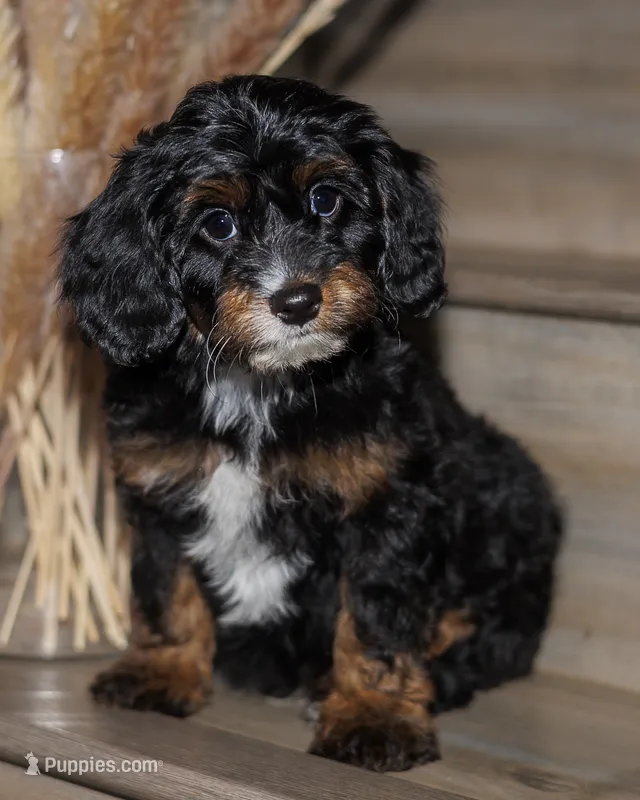 Boston Rob – Bernedoodle, Miniature Bernedoodle puppy for sale in Gilbert, AZ