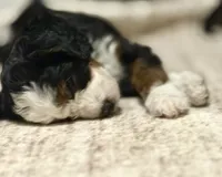 Rupert, a male Bernedoodle and Miniature Bernedoodle for sale in Gilbert, AZ – 4 of 6