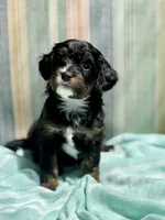 Boston Rob, a male Miniature Bernedoodle for sale in Gilbert, AZ – 3 of 5