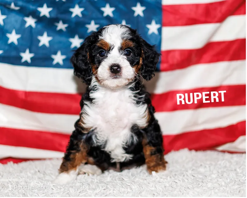 Rupert – Bernedoodle, Miniature Bernedoodle puppy for sale in Gilbert, AZ