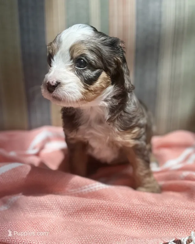 Sandra – Miniature Bernedoodle puppy for sale in Gilbert, AZ