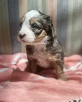 Sandra, a female Miniature Bernedoodle for sale in Gilbert, AZ – 1 of 3