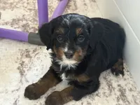 Boston Rob, a male Miniature Bernedoodle for sale in Gilbert, AZ – 4 of 5