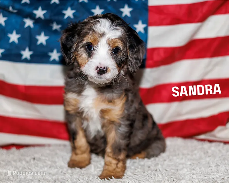 Sandra – Bernedoodle, Miniature Bernedoodle puppy for sale in Gilbert, AZ
