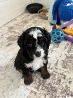 DEVENS, a male Bernedoodle and Miniature Bernedoodle for sale in Gilbert, AZ – 4 of 5