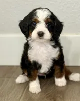 Rupert, a male Bernedoodle and Miniature Bernedoodle for sale in Gilbert, AZ – 5 of 6