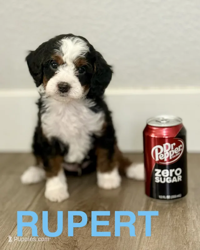 Rupert, a male Bernedoodle and Miniature Bernedoodle for sale in Gilbert, AZ – 1 of 6