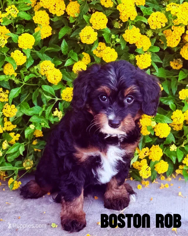 Boston Rob – Bernedoodle, Miniature Bernedoodle puppy for sale in Gilbert, AZ