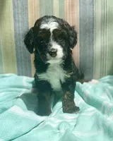 DEVENS, a male Bernedoodle and Miniature Bernedoodle for sale in Gilbert, AZ – 3 of 5