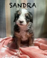 Sandra, a female Miniature Bernedoodle for sale in Gilbert, AZ – 2 of 3