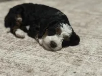 Rupert, a male Bernedoodle and Miniature Bernedoodle for sale in Gilbert, AZ – 3 of 6