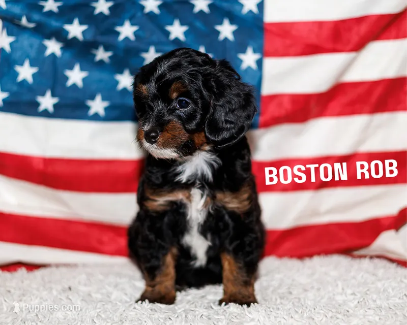 Boston Rob – Bernedoodle, Miniature Bernedoodle puppy for sale in Gilbert, AZ