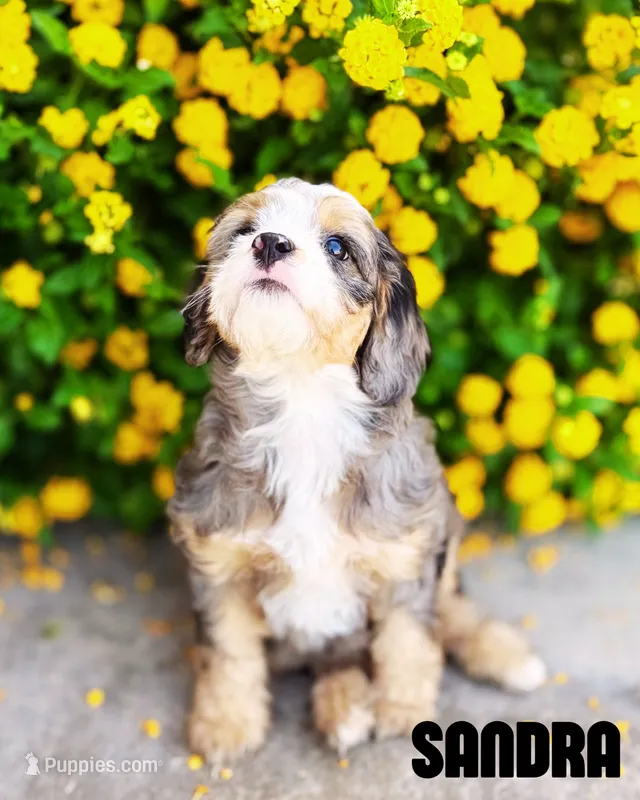Sandra – Bernedoodle, Miniature Bernedoodle puppy for sale in Gilbert, AZ