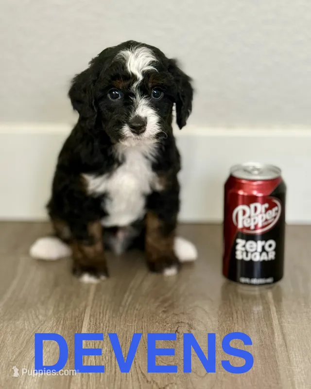 DEVENS – Bernedoodle, Miniature Bernedoodle puppy for sale in Gilbert, AZ