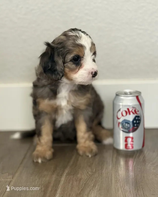 Sandra – Bernedoodle, Miniature Bernedoodle puppy for sale in Gilbert, AZ