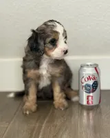 Sandra, a female Bernedoodle and Miniature Bernedoodle for sale in Gilbert, AZ – 1 of 5