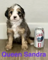 Sandra, a female Bernedoodle and Miniature Bernedoodle for sale in Gilbert, AZ – 2 of 5