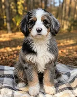 Sandra, a female Miniature Bernedoodle for sale in Gilbert, AZ – 3 of 3
