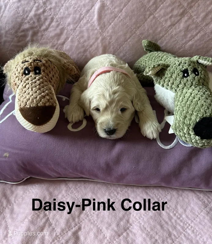 Daisy - Light Pink Female Goldendoodle – Goldendoodle puppy for sale in Hilton, NY