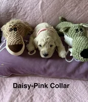Daisy - Light Pink Female Goldendoodle, a female Goldendoodle for sale in Hilton, NY – 1 of 3