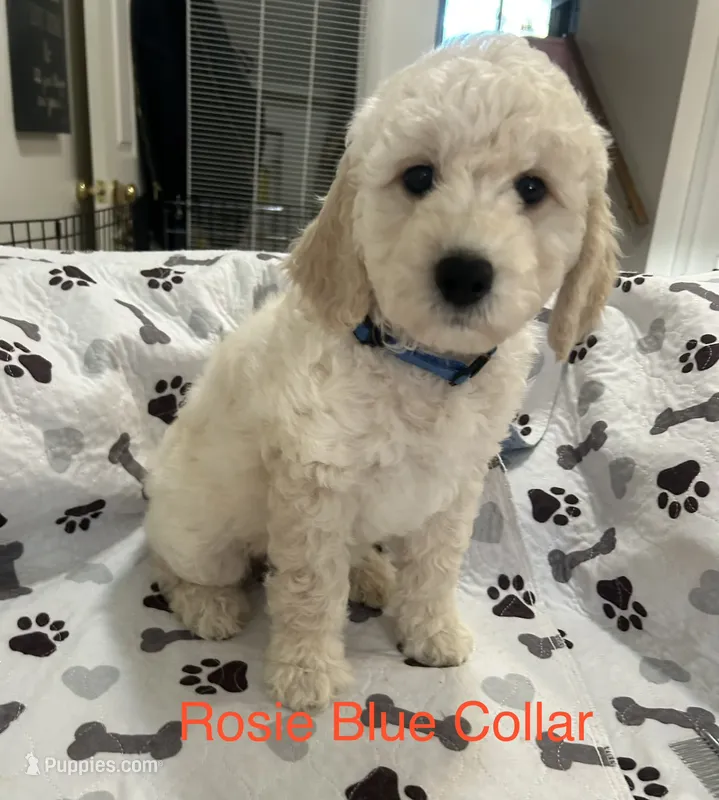 💝 English Cream Rosie Blue Female Goldendoodle – Goldendoodle puppy for sale in Hilton, NY