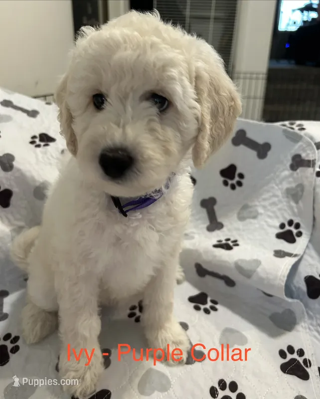 💝 English Cream Ivy- Purple Female Goldendoodle  – Goldendoodle puppy for sale in Hilton, NY