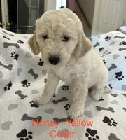 💝 English Cream Honey- Yellow Female Goldendoodle , a female Goldendoodle for sale in Hilton, NY – 1 of 8