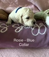 Rosie Blue Female Goldendoodle, a female Goldendoodle for sale in Hilton, NY – 2 of 3