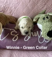 Gracie- Turquoise Female Goldendoodle , a female Goldendoodle for sale in Hilton, NY – 2 of 3