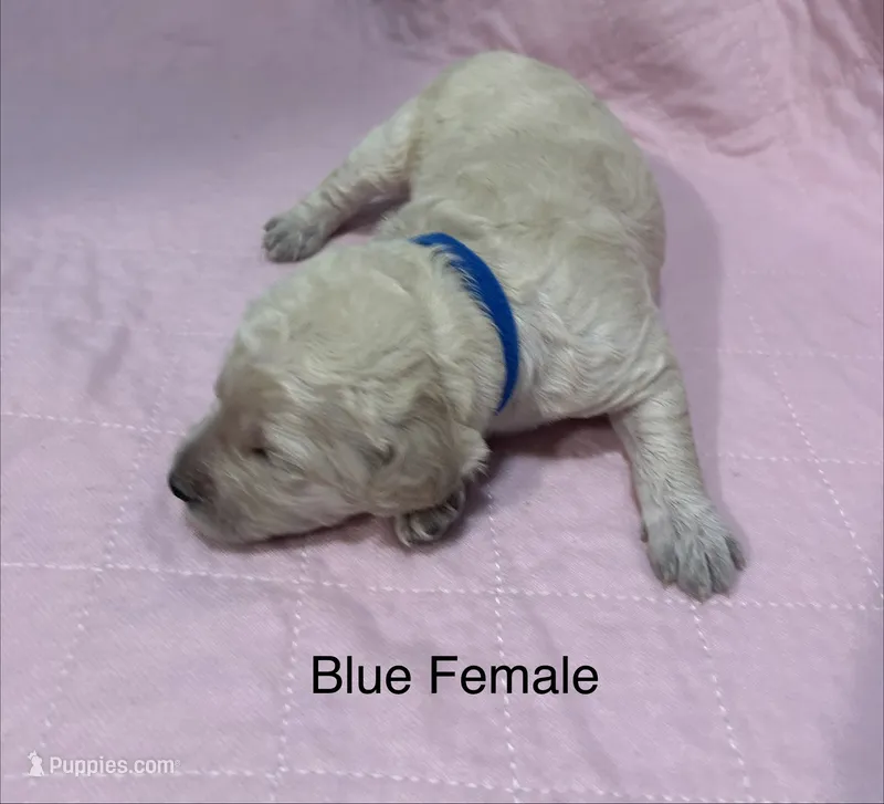 Blue Female Goldendoodle – Goldendoodle puppy for sale in Hilton, NY