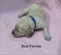 Blue Female Goldendoodle, a female Goldendoodle for sale in Hilton, NY – 1 of 1