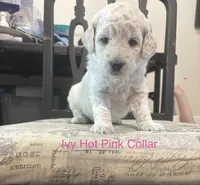 Ivy- Orange Female Goldendoodle , a female Goldendoodle for sale in Hilton, NY – 7 of 8