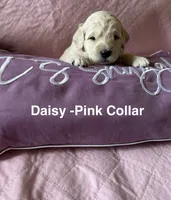 Daisy - Light Pink Female Goldendoodle, a female Goldendoodle for sale in Hilton, NY – 2 of 3