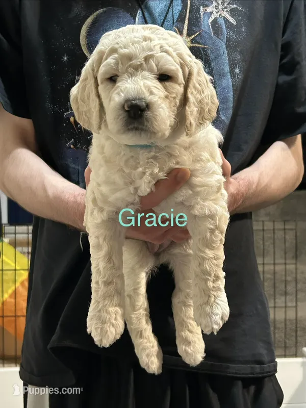 Gracie- Turquoise Female Goldendoodle  – Goldendoodle puppy for sale in Hilton, NY