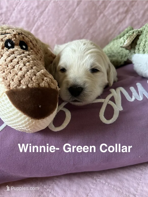 Winnie Green Female Goldendoodle  – Goldendoodle puppy for sale in Hilton, NY