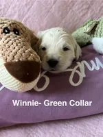 Gracie- Turquoise Female Goldendoodle , a female Goldendoodle for sale in Hilton, NY – 1 of 3