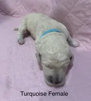 Turquoise Female Goldendoodle , a female Goldendoodle for sale in Hilton, NY – 1 of 1