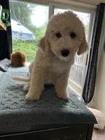💖 English Cream  Goldendoodle 💖, a female Goldendoodle and English Goldendoodle for sale in Hilton, NY – 2 of 10