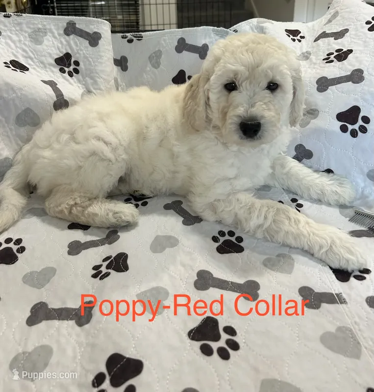 💝 English Cream Poppy- Red Female Goldendoodle  – Goldendoodle puppy for sale in Hilton, NY