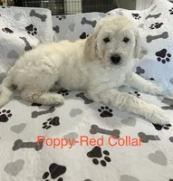 💝 English Cream Poppy- Red Female Goldendoodle , a female Goldendoodle for sale in Hilton, NY – 1 of 8