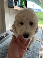 💖 English Cream  Goldendoodle 💖, a female Goldendoodle and English Goldendoodle for sale in Hilton, NY – 3 of 10