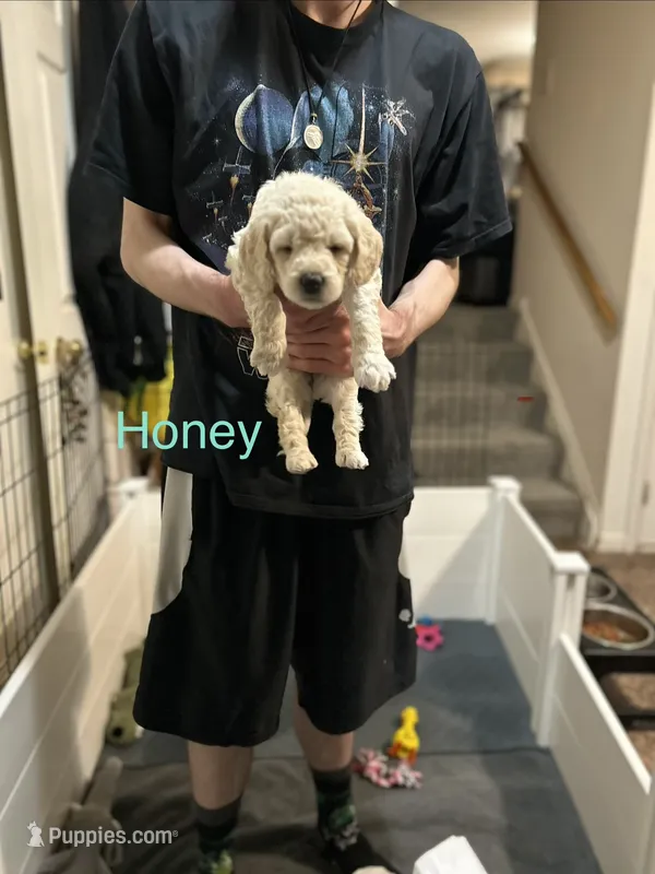 Honey- Yellow Female Goldendoodle  – Goldendoodle puppy for sale in Hilton, NY