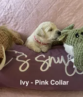 Ivy- Hot Pink Female Goldendoodle , a female Goldendoodle for sale in Hilton, NY – 2 of 3