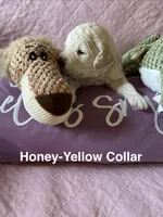 Honey- Yellow Female Goldendoodle , a female Goldendoodle for sale in Hilton, NY – 2 of 3