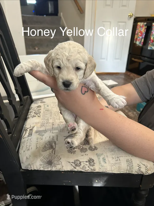 Honey- Yellow Female Goldendoodle  – Goldendoodle puppy for sale in Hilton, NY
