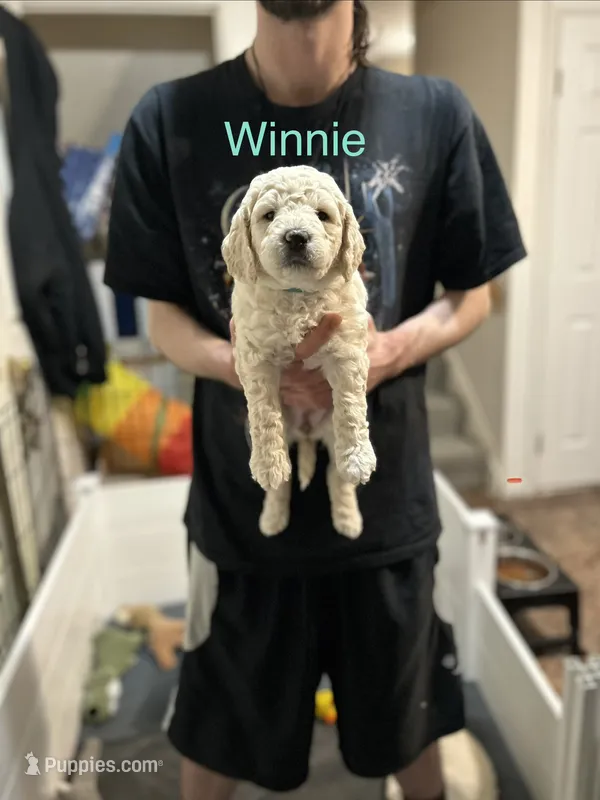 Winnie Green Female Goldendoodle  – Goldendoodle puppy for sale in Hilton, NY