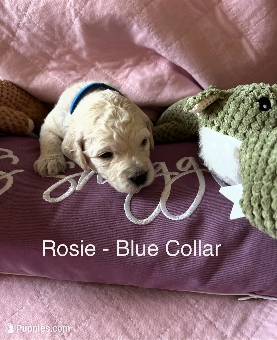 Rosie Blue Female Goldendoodle, a female Goldendoodle for sale in Hilton, NY – 1 of 3