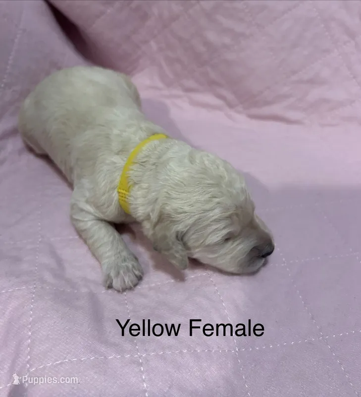Yellow Female Goldendoodle  – Goldendoodle puppy for sale in Hilton, NY